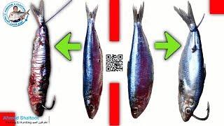 طريقة تركيب الطعوم في السنارة | الحلقة ( 4 ) افضل طريقة لإستخدام السردين كطعم للأسماك الكبيرة