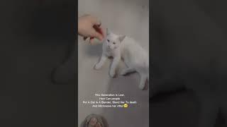 cat blender Twitter viral video|cat blender 10 M views