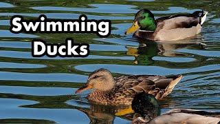 Calm Wild Ducks Swimming In The Pond - Green and Brown Ducks