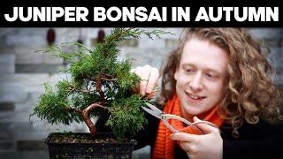 How To Prune Juniper Bonsai Trees In Autumn