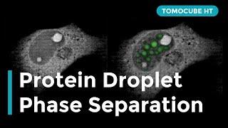 Protein Droplet Phase Separation in Fibroblasts