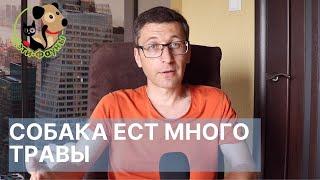 Собака ест много травы и рвет, нужно к ветеринару или это нормально?