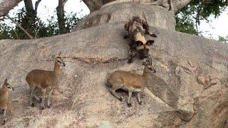 INCREDIBLE! Wild Dogs Hunt Klipspringers