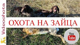 Охота на зайца!ЗАМЕЧАТЕЛЬНЫЙ результат-Videoohota