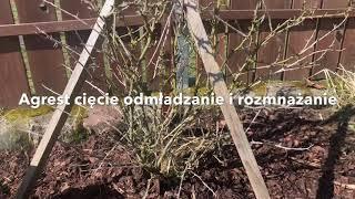 AGREST CIĘCIE odmładzanie i rozmnażanie, gooseberry