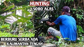 Hunting kalteng || berburu ruak ruak || biawak|| tupai || Sniper sobo alas