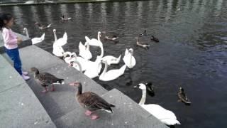 Feeding swans near the town hall. Hamburg