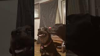 Rotties465’s love #fypシ゚v #rottweiler #rkrottweilers #rottweilerpuppy #rkr #puppy #viralvideo