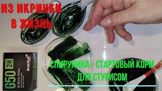 Из икринки в жизнь. Спирулина - стартовый корм для стурисом. #решисьивоплощай