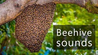 The sounds of a swarm of bees in the Amazon rainforest