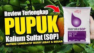 PUPUK FASE GENERATIF MEROKE SOP, NUTRISI TANAMAN BERBUAH LEBAT & BESAR - Kalium sulfat, Cabe, Tomat