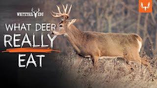 What Deer Really Eat and Why it Matters | Whitetail EDU with Mark Kenyon and Tony Peterson