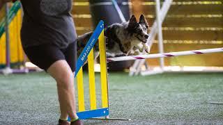 Chica - Agility Debut