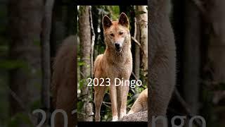 2023 dingo and 5000bce dingo #animals #dingo #trending