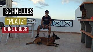 Schnelles "Platz" ohne Druck + Malinois + Hundetraining