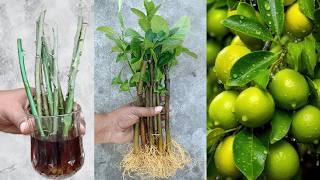 How to grow lemon tree from thin branches || grow lemon tree