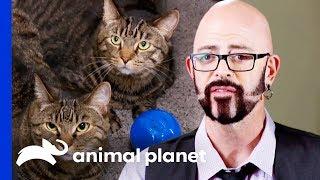 Can Jackson Put an End to These Cat's Bad Eating Habits? | My Cat From Hell