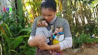 Mom So Much Love Cute Both Monkey Koko & Tiny Yoko | Mom Holding Koko And Yoko As Babies