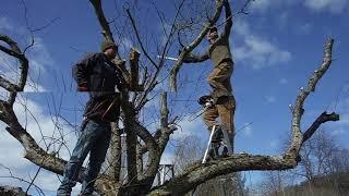 Pruning of the 100 year old Apple Tree