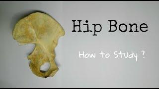 Hip Bone - 1, How to Study? | ilium, Ischium, and Pubis | Dr. Pawan nagar