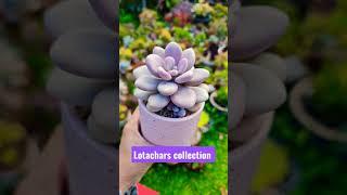 GRAPTOPETALUM AMETHYSTINUM AKA LAVENDER PEBBLES #COLLECTION #SUCCULENT #LOTACHARS #PLANTS