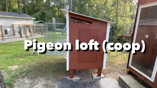 How to build a pigeon loft (maintenance free) for Racing pigeons, roller pigeons, and other breeds