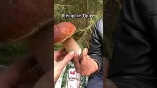 Steinpilz Tipps #Shorts Cornis Pilzwelt