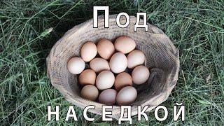 Как посадить наседку (квочку) на яйца. Пошагово. Вывод цыплят под квочкой.