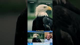 How a Minnesota man discovered the bald eagle wasn't officially the national bird