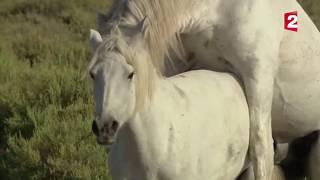 Sexe   comment fait le cheval    -  ZAPPING SAUVAGE/ wow!