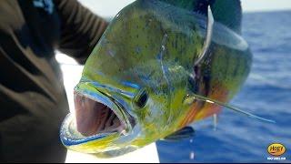 HOW TO: Sight Casting For Mahi Mahi