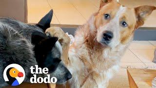 Dog With The Kindest Eyes Saved From Shelter Just In Time | The Dodo