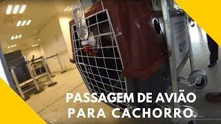 Como comprar uma passagem de avião para cachorro | Viagem de avião com cachorro