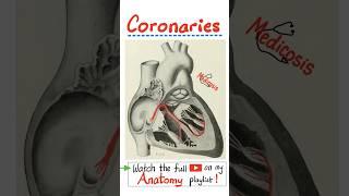 Anatomy of the Coronary Arteries -Anatomy of the Heart...#neuroanatomy #surgery #anatomy #physiology