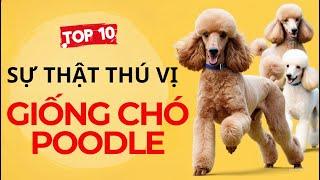 Top 10 Sự Thật Thú Vị Về Giống Chó Poodle Ít Người Biết| Hót Hòn Họt 369