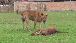 Dog Plays Football