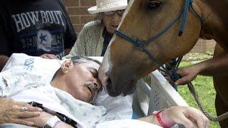 Horse Visits Dying Vietnam Veteran Owner For Heartfelt Goodbye