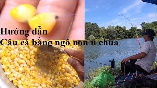 Hướng dẫn ủ ngô non câu cá chép, cá trắm, cá trôi, cá rô to... đơn giản nhưng rất hiệu quả