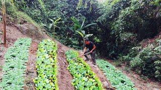 120 Days of Mountain Gardening: Growing Vegetables and Okra. A Bountiful Melon Harvest