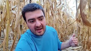 Checking Corn Moisture | Getting Candid in the Corn