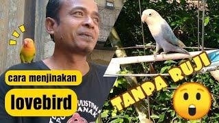 tips Dan cara menjinakan lovebird #lovebird #jinak