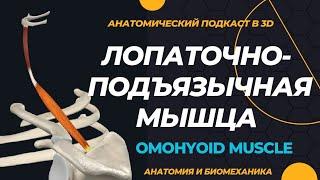 Лопаточно-подъязычная мышца. Omohyoid muscle 3-D анатомия.