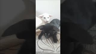 Радомир Крутышкин на мягкий диванчик #ориентальныекотята #orientalkitten #kittenofworld #oriental