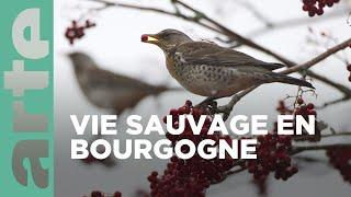 La Bourgogne, les secrets du bocage | La France sauvage | ARTE Family