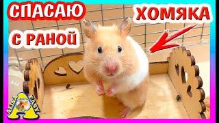 СПАСЕНИЕ ХОМЯКА ФАНТЫ / ЧТО С ХОМКИ? / ВОЛНУЮСЬ ЗА ХОМЯЧИХУ /  Alisa Easy Pets