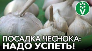 ПОСАДКА ЧЕСНОКА ВЕСНОЙ! Как подготовить и правильно посадить чеснок на практике с секретами!