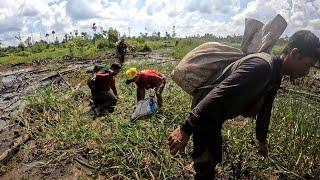 AIR RAWA SEMAKIN SURUT PANEN IKAN PUN TERJADI PART#2