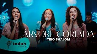 Trio Shalom | Árvore Cortada [Cover Valesca Mayssa]