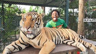 iShowSpeed BARKS AT 1000 POUND TIGER 