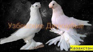 Узбекские Двухчубые Голуби Идут на посад хорошие бой,от Орынбасара Казахстан,tauben pigeons 